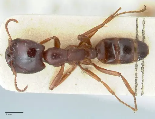 Dorylus kohli - FOCOL1101