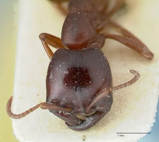 Dorylus kohli - FOCOL1101