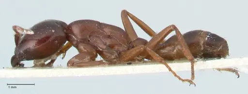 Dorylus kohli - FOCOL1101