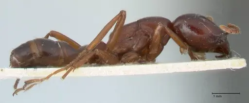 Dorylus kohli - FOCOL1101