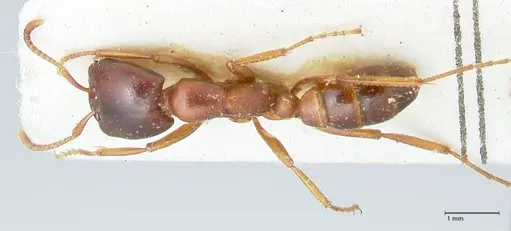 Dorylus kohli - FOCOL1102