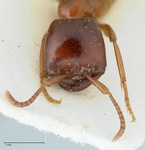 Dorylus kohli - FOCOL1102