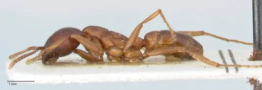 Dorylus kohli - FOCOL1102