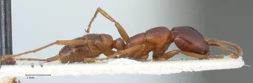 Dorylus kohli - FOCOL1102