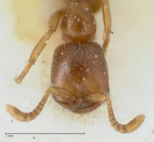 Dorylus kohli - FOCOL1103-1