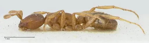 Dorylus kohli - FOCOL1103-1