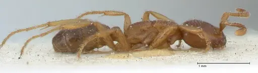 Dorylus kohli - FOCOL1103-1