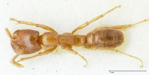 Dorylus kohli - FOCOL1103-2