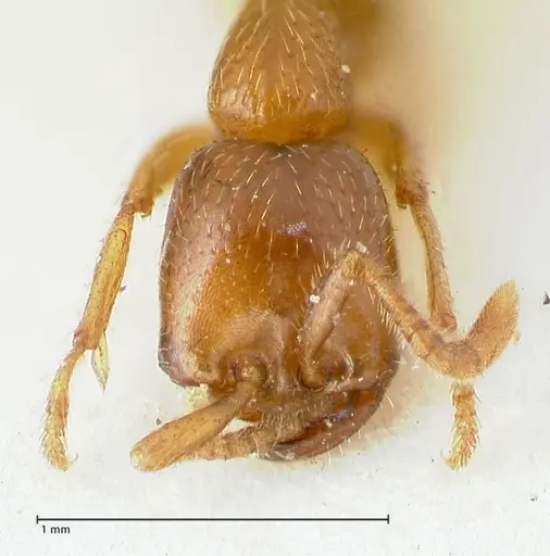 Dorylus kohli - FOCOL1103-2