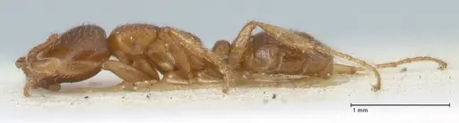 Dorylus kohli - FOCOL1103-2