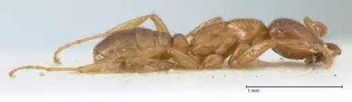 Dorylus kohli - FOCOL1103-2