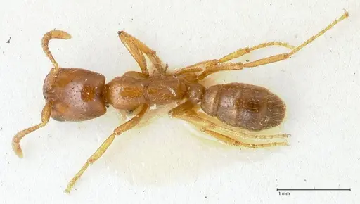 Dorylus kohli - FOCOL1103-3