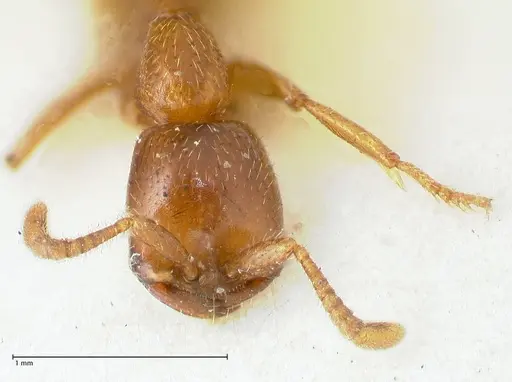 Dorylus kohli - FOCOL1103-3