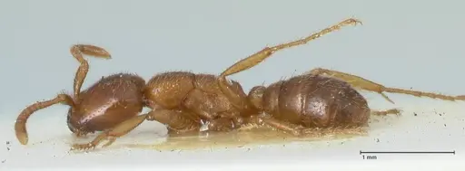 Dorylus kohli - FOCOL1103-3