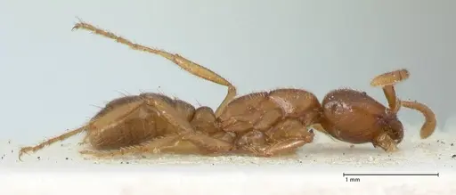 Dorylus kohli - FOCOL1103-3