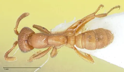 Dorylus kohli - FOCOL1104