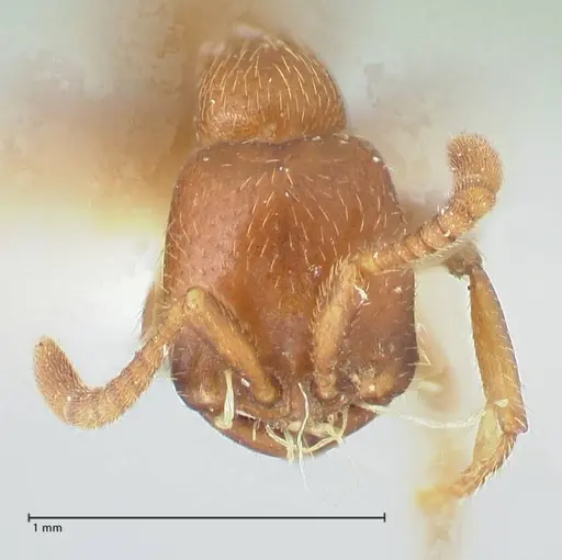 Dorylus kohli - FOCOL1104