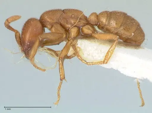 Dorylus kohli - FOCOL1104