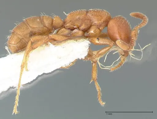 Dorylus kohli - FOCOL1104