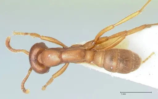 Dorylus kohli - FOCOL1105