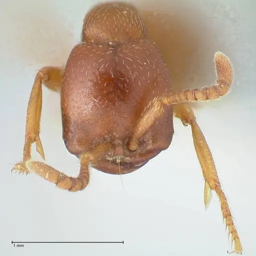 Dorylus kohli - FOCOL1105