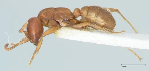 Dorylus kohli - FOCOL1105