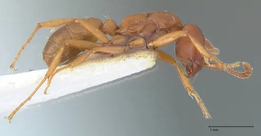 Dorylus kohli - FOCOL1105