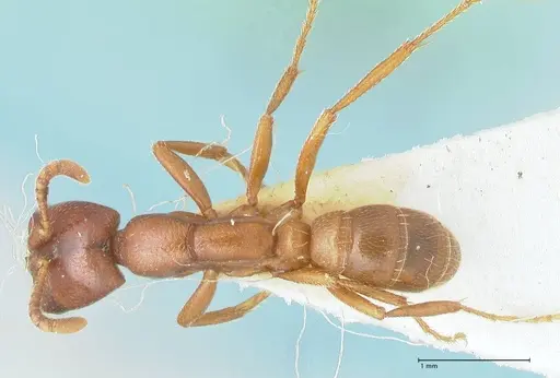 Dorylus kohli - FOCOL1106