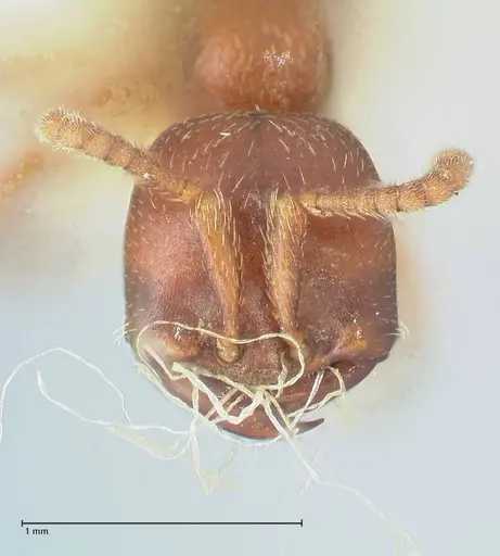 Dorylus kohli - FOCOL1106