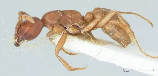 Dorylus kohli - FOCOL1106