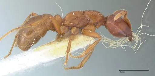 Dorylus kohli - FOCOL1106