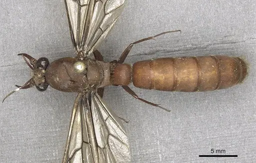 Dorylus labiatus specimen