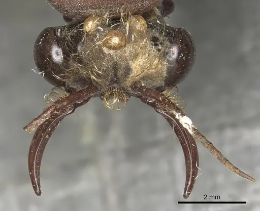 Dorylus labiatus specimen