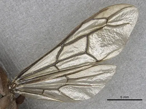 Dorylus labiatus - CASENT0901950