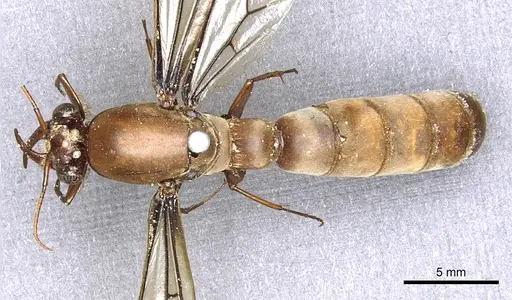 Dorylus labiatus - CASENT0902695