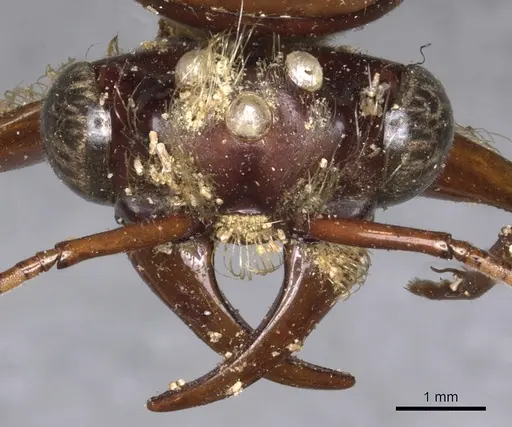 Dorylus labiatus - CASENT0902695