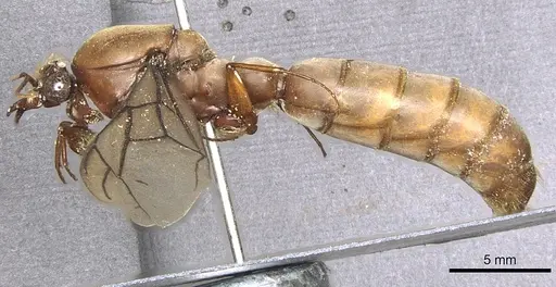 Dorylus labiatus - CASENT0902695