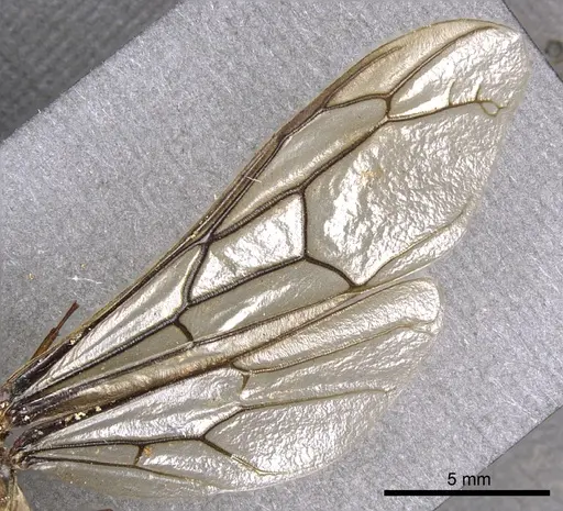 Dorylus labiatus - CASENT0902695