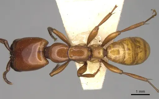 Dorylus labiatus - CASENT0914037