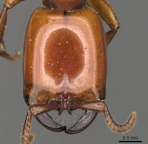 Dorylus labiatus - CASENT0914037