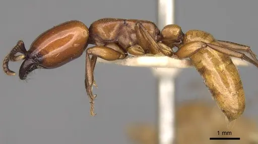 Dorylus labiatus - CASENT0914037