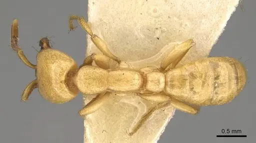 Dorylus labiatus - CASENT0914038