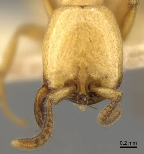 Dorylus labiatus - CASENT0914038