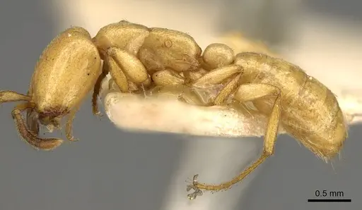 Dorylus labiatus - CASENT0914038