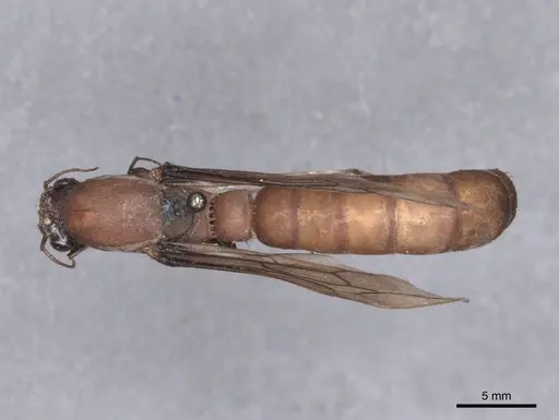 Dorylus labiatus - FMNHINS0000045255