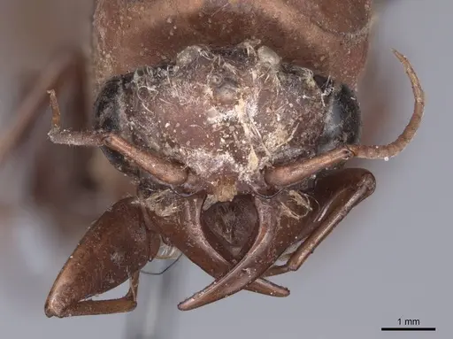 Dorylus labiatus - FMNHINS0000045255