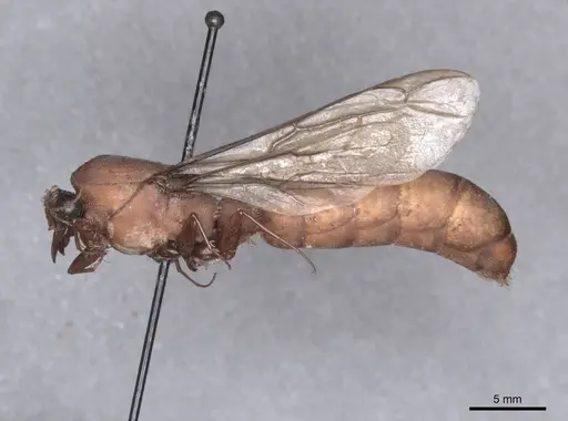 Dorylus labiatus - FMNHINS0000045255