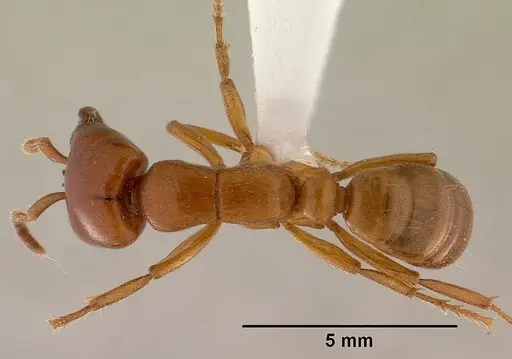 Dorylus laevigatus specimen