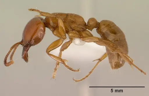 Dorylus laevigatus specimen