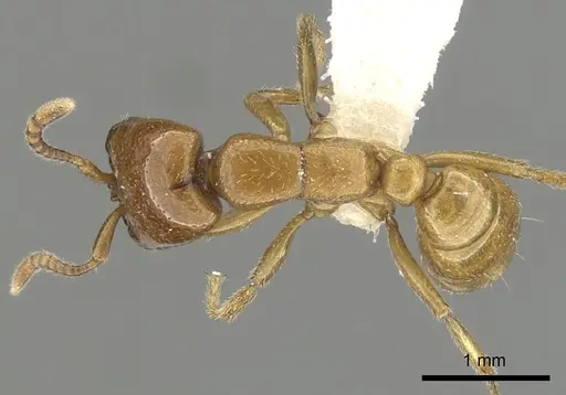 Dorylus laevigatus - CASENT0249441